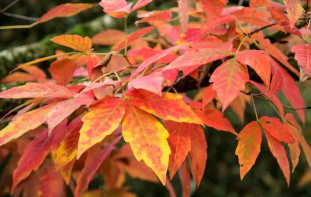 Three Flowered Maple (Acer triflorum)