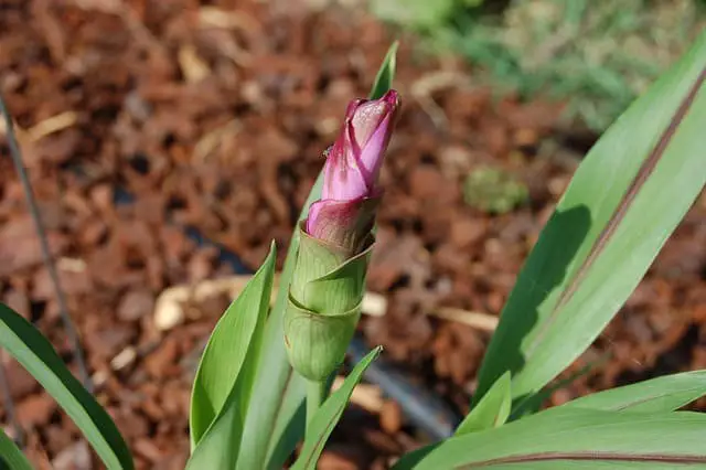 Turmeric: The Golden Spice