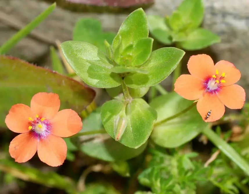 Red Chickweed (Anagallis arvensis)