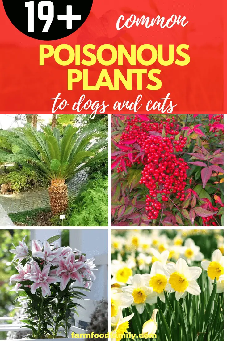 Treatment for Plant Poisoning in Pets