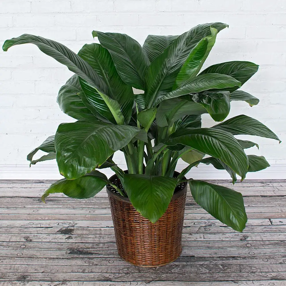 #6. Peace Lily (Spathiphyllum)