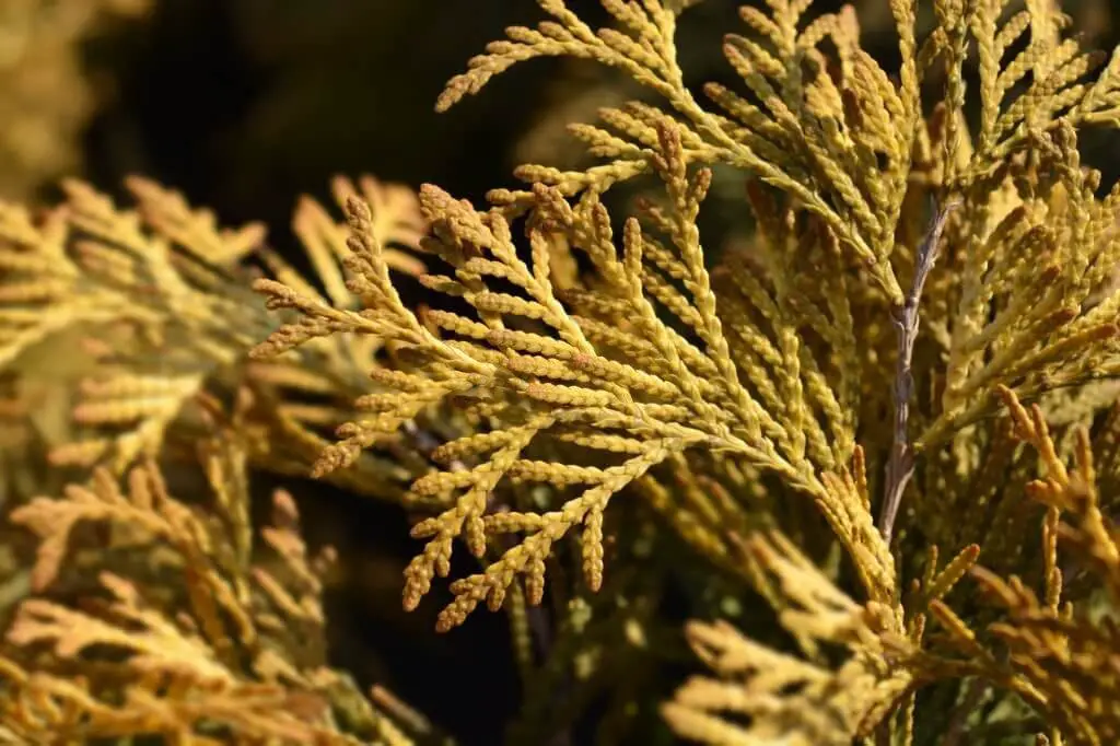 American Arborvitae ‘Yellow Ribbon’ (Thuja occidentalis ‘Yellow Ribbon’)