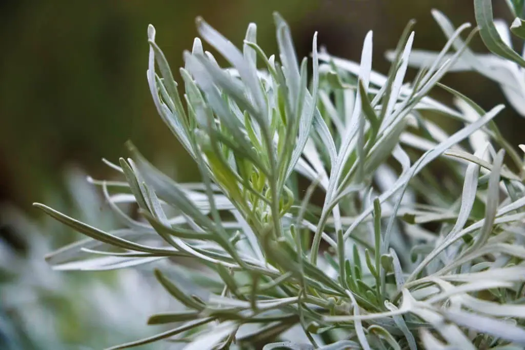 Sagebrush (Artemisia tridentata).