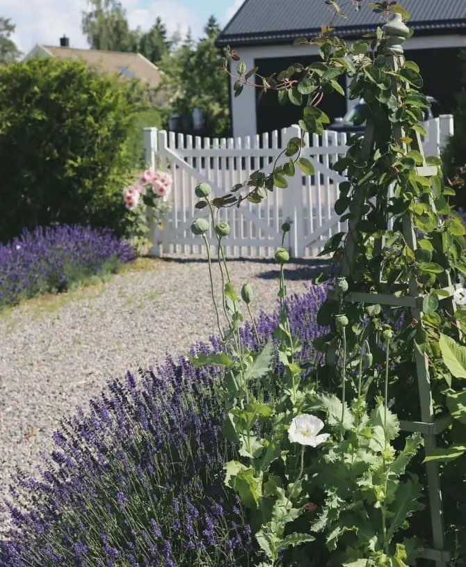 Lavender (Lavandula spp.): Fragrant and Drought-Resistant