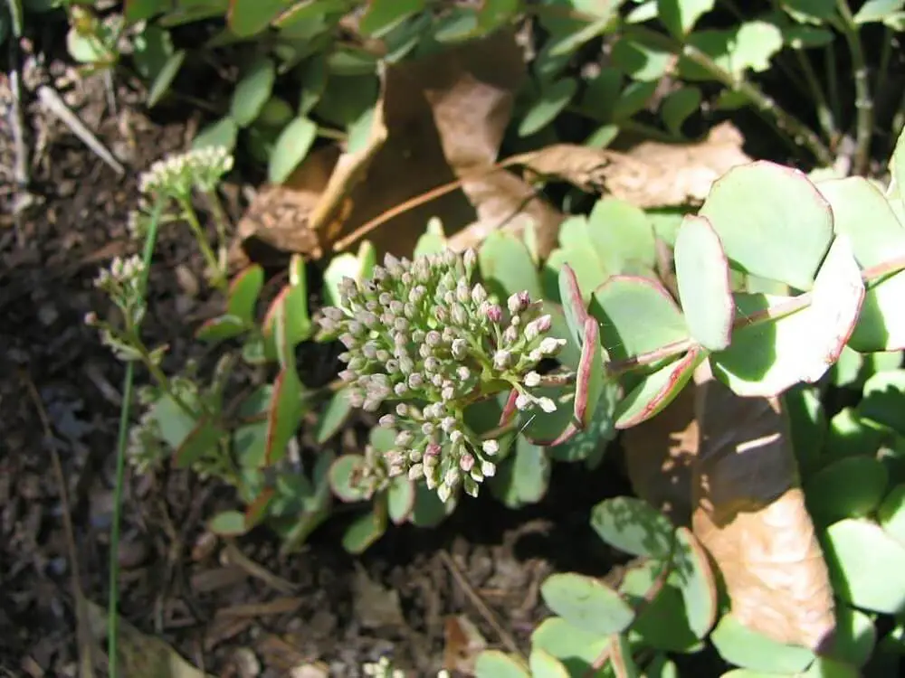 Sedum sieboldii ‘October Daphne’