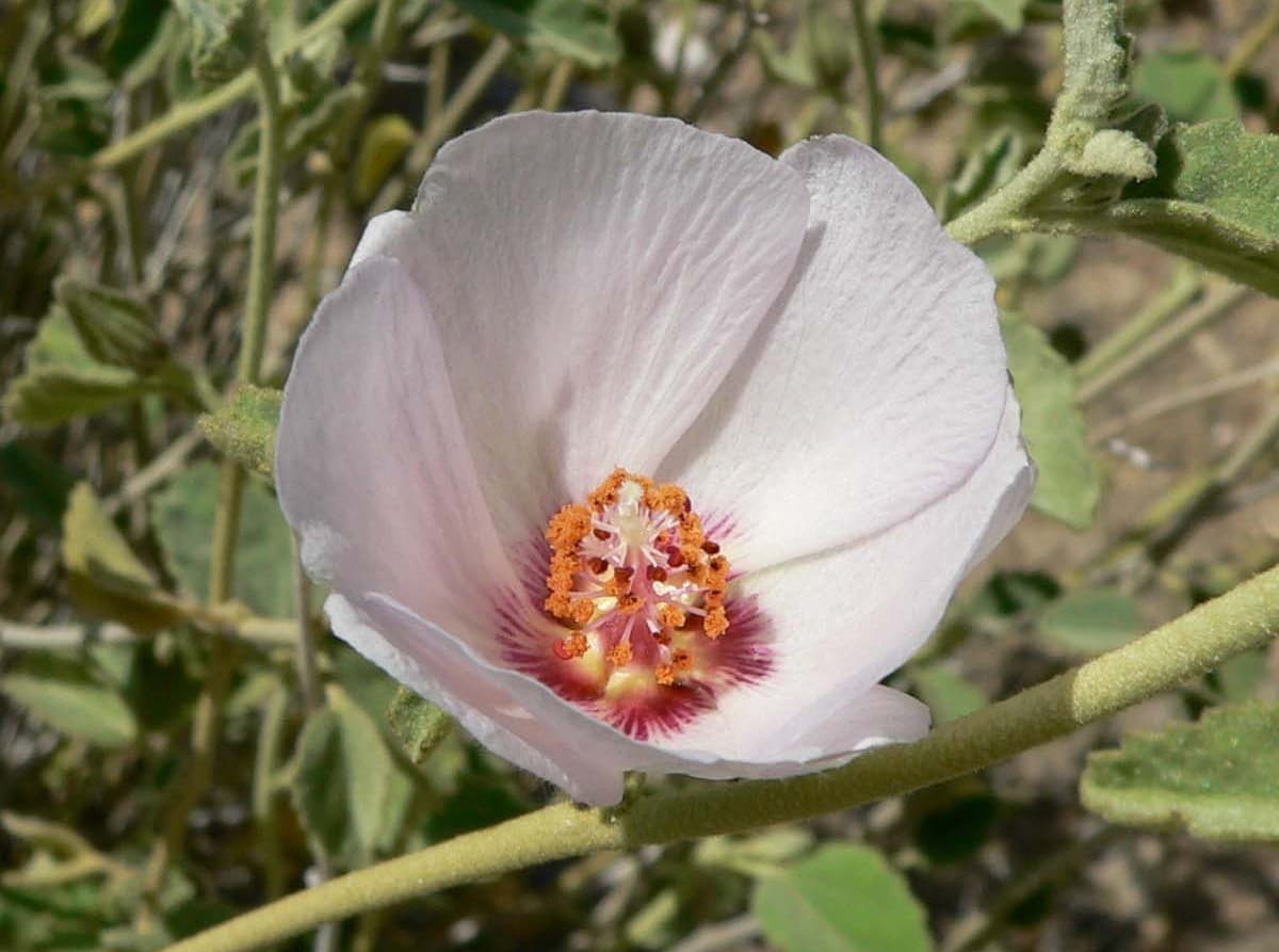 Hibiscus denudatus (paleface, rock hibiscus)