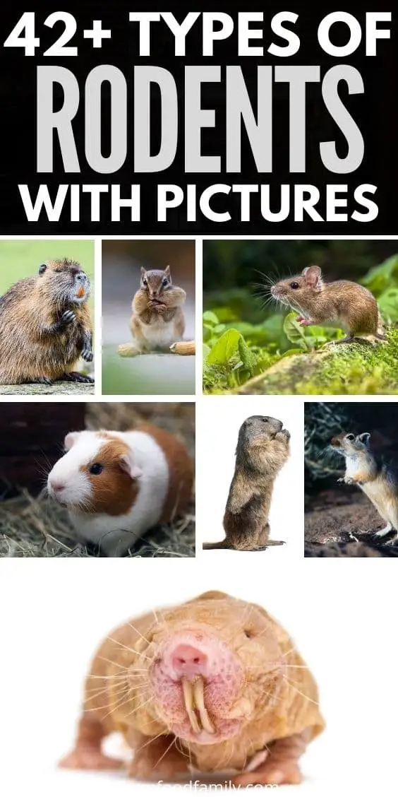 30+ Different Types Of Rodents In The World (With Pictures)
