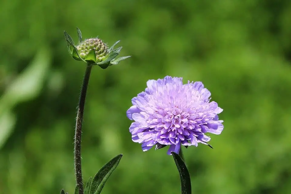 Pincushion Flower (Scabiosa)