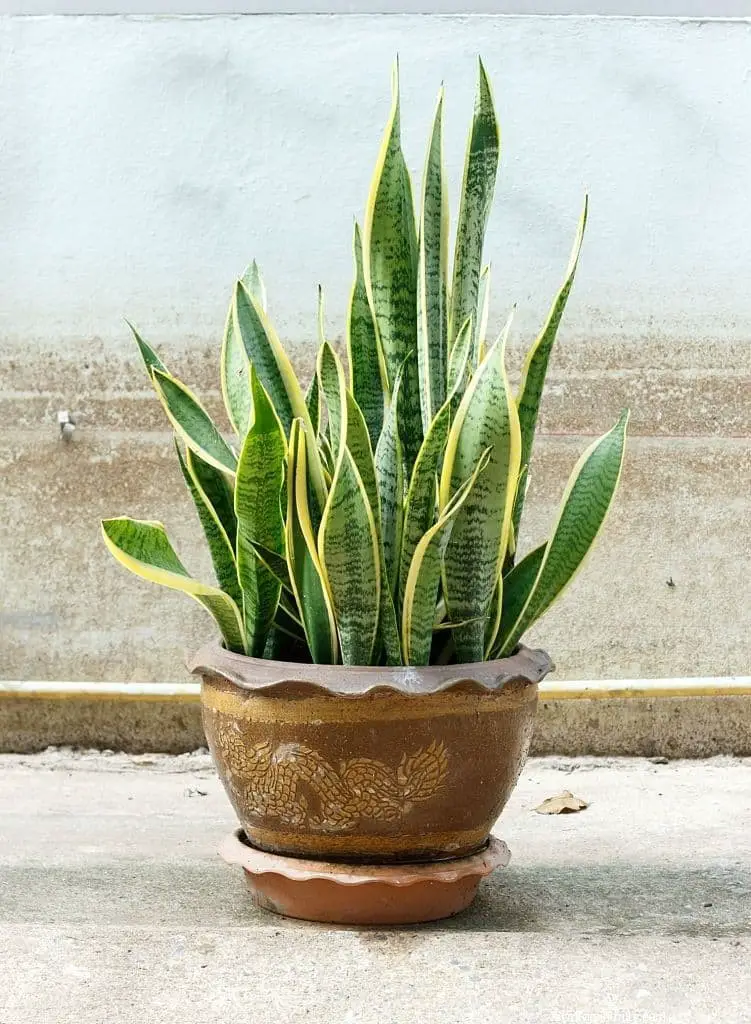 Sansevieria trifasciata