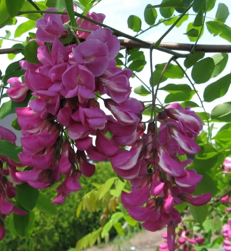 #6. Purple Robe Locust (Robinia “Purple Robe”)