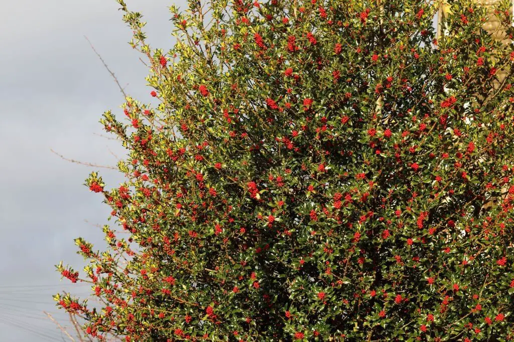 English Holly (Ilex aquifolium)