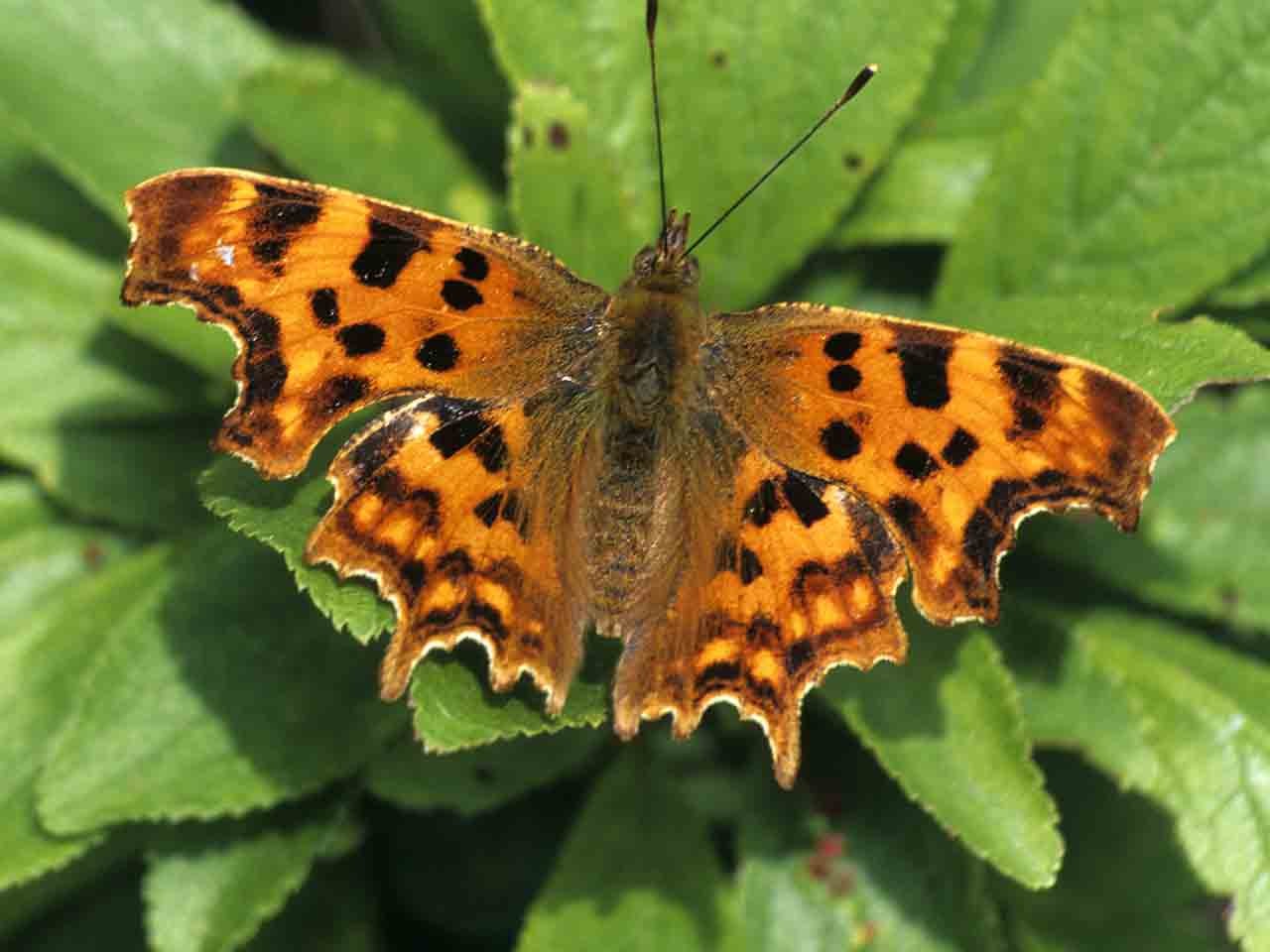 COMMA