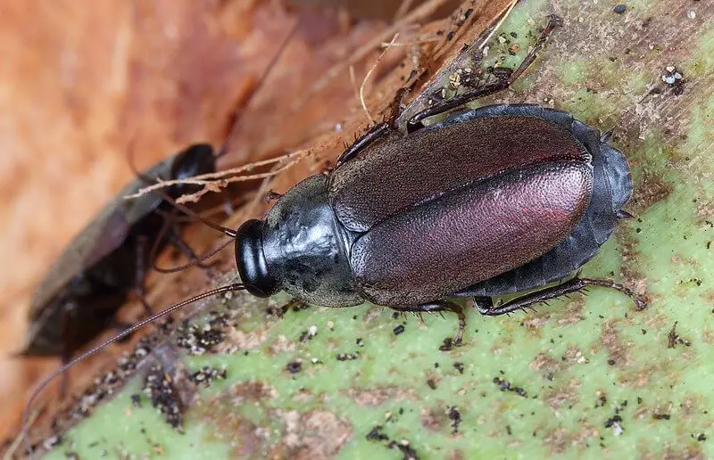 Pacific Beetle Cockroaches (Diploptera punctata)