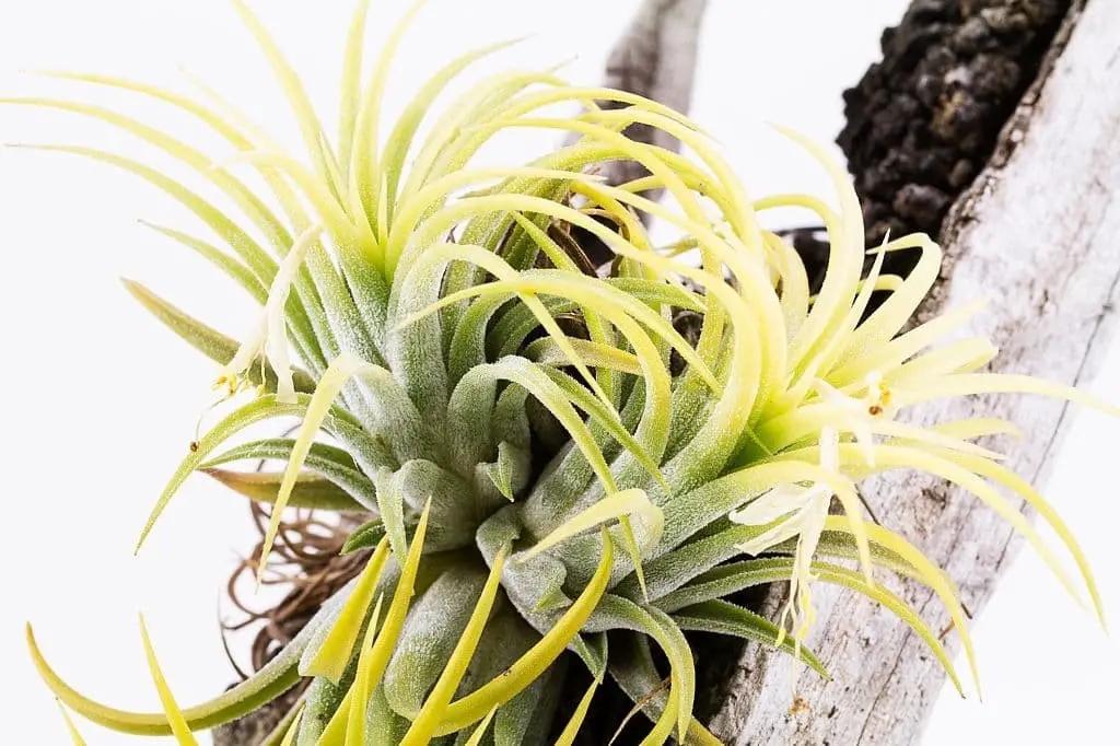 Druid sky plant (Tillandsia ionantha ‘Druid’)