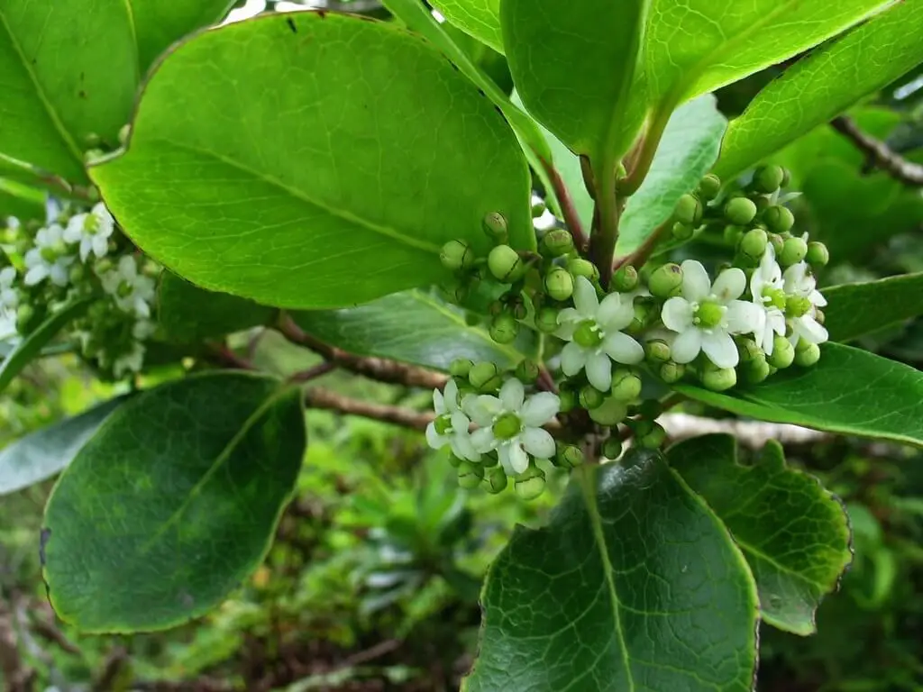 Hawaiian Holly (Ilex anomala)