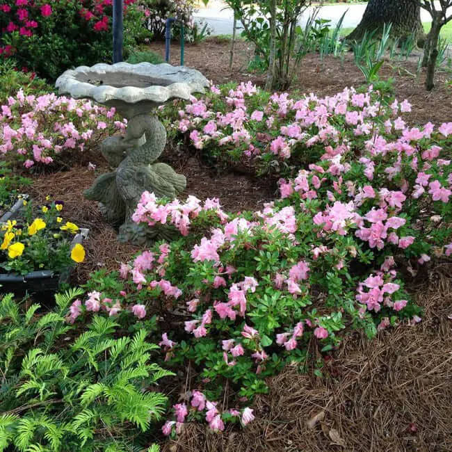 Autumn Debutante® Encore® Azalea (Azalea x ‘Roblel’)