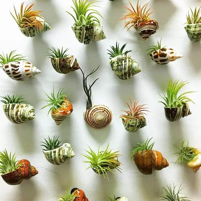 Shell air plant