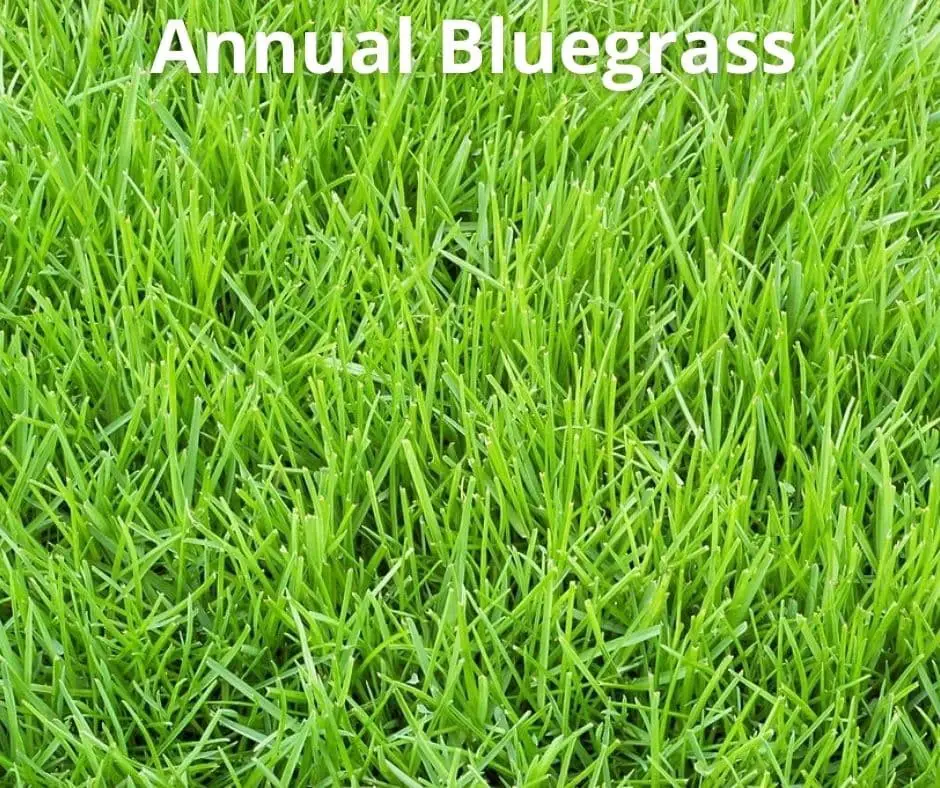 Annual Bluegrass (Poa annua)