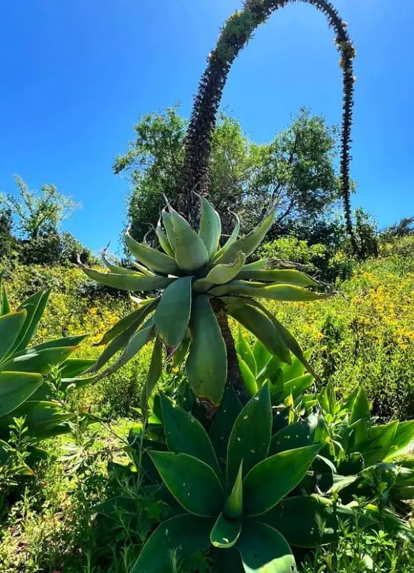 Fox Tail Agave (Agave attenuate)