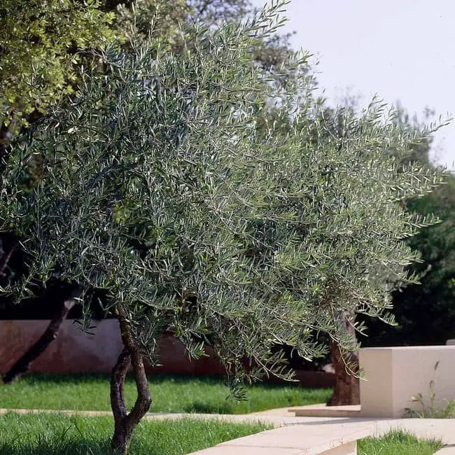 Lecciana Olive Tree (Olea Europea ‘Lecciana’).