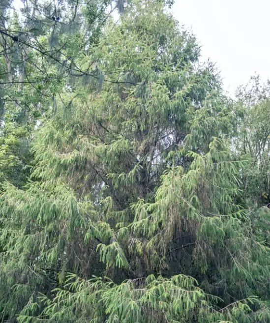 Sargent’s spruce (Picea brachytyla)