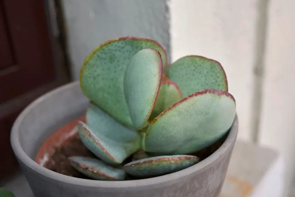 Crassula Arborescens (Silver Jade Plant)