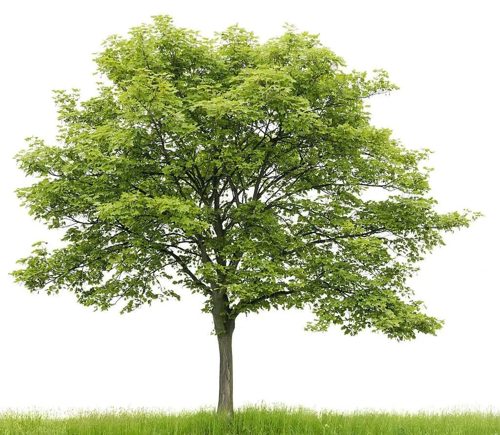 Sycamore Maple Tree (Acer pseudoplatanus).