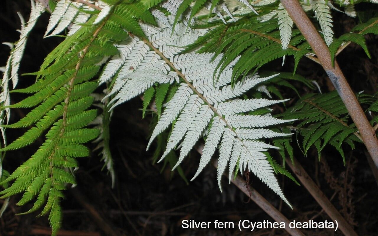 Silver fern (Cyathea dealbata):