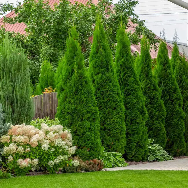 Emerald Green Arborvitae (Thuja occidentalis ‘Smaragd’)