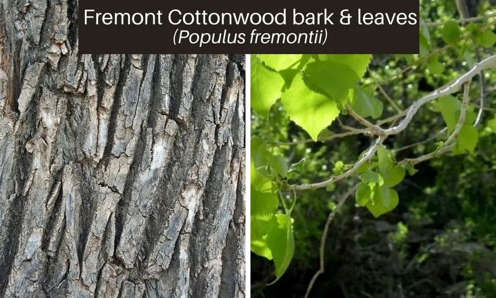 Fremont Cottonwood (Populus fremontii)