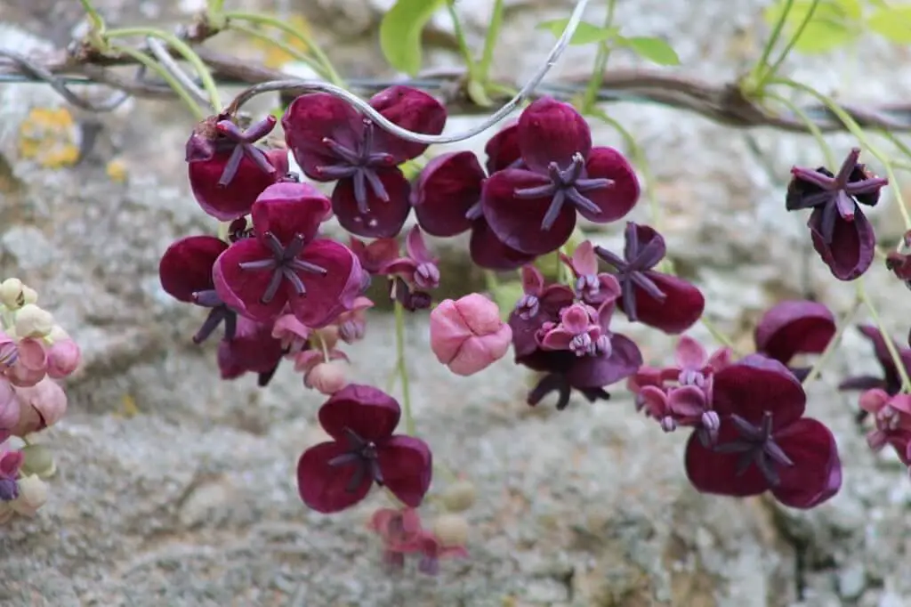 Chocolate Vine (Akebia quinata).