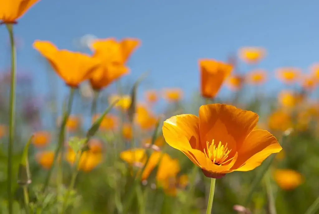 California Poppy (Eschscholzia californica).