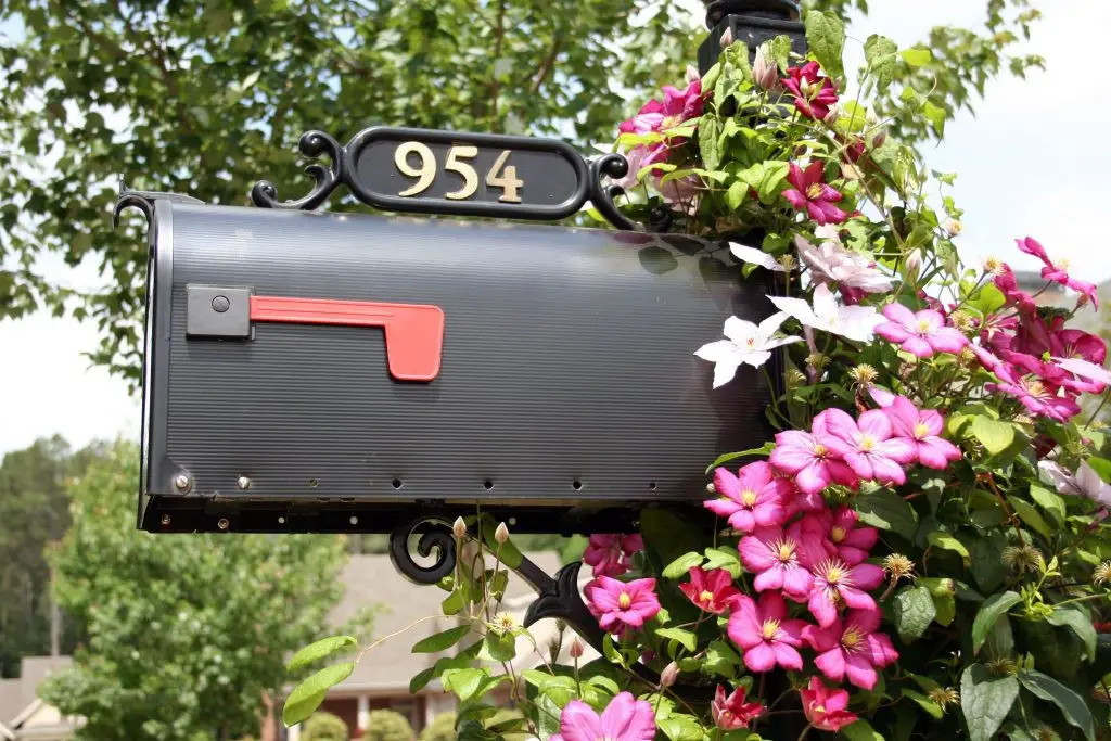 Clematis on your Mailbox