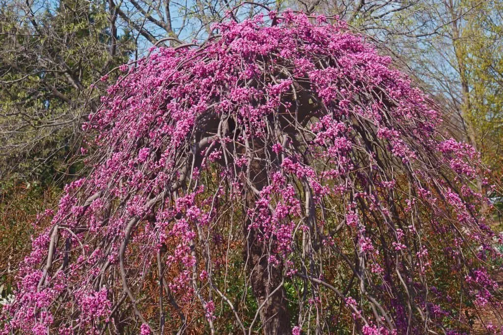 Lavender Twist® Redbud (Cercis canadensis ‘Covey’).