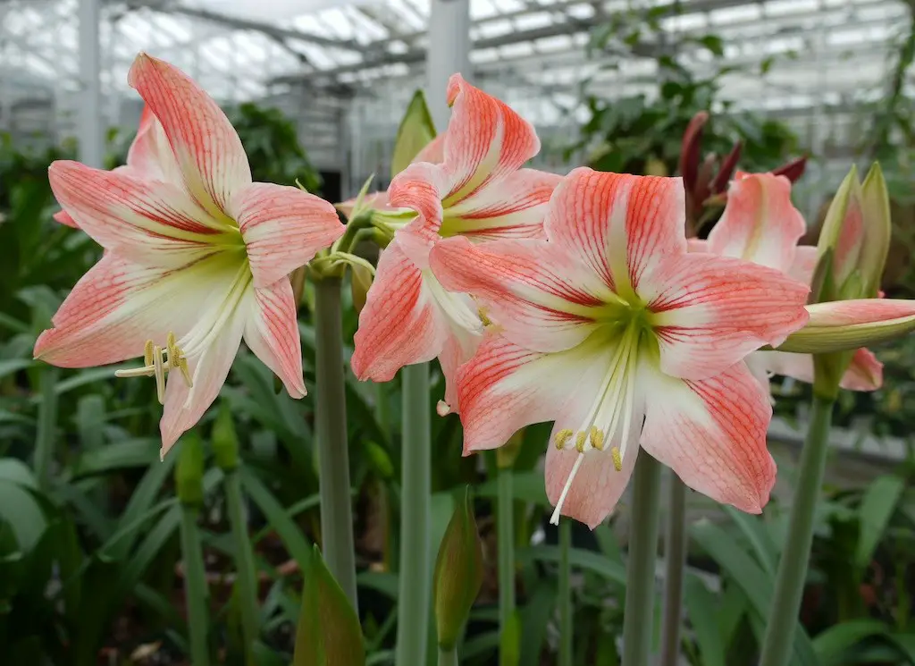 Types and Varieties of Amaryllis