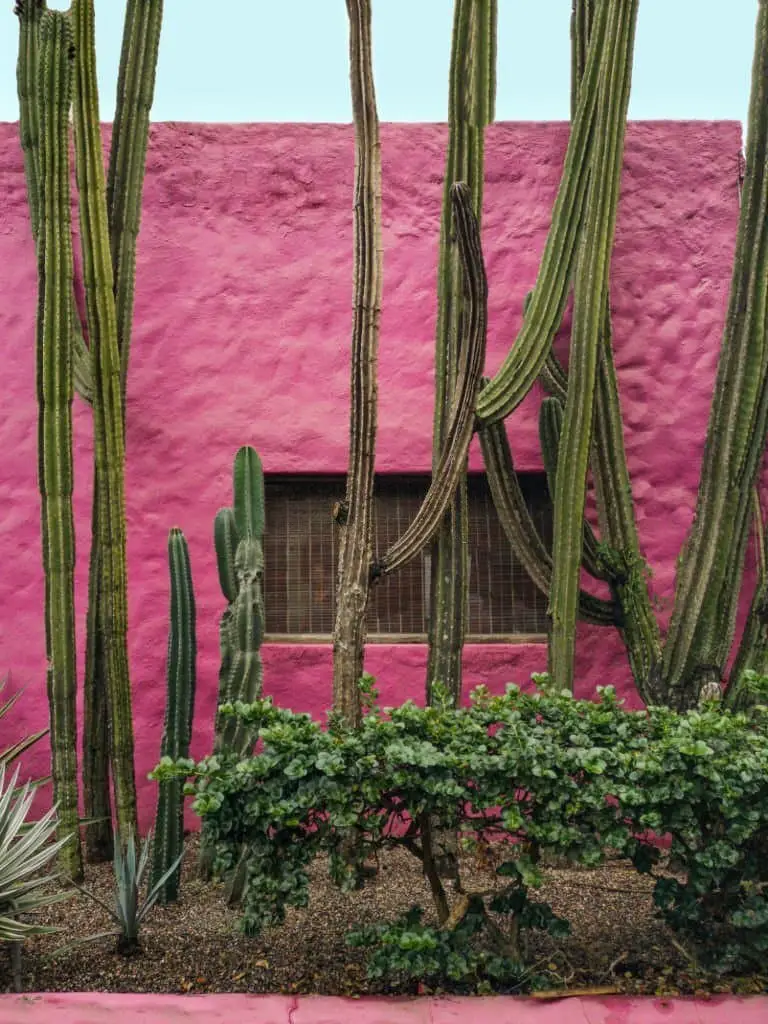 Mexican Cacti.