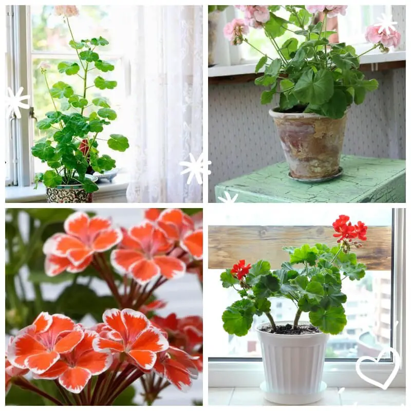 Geraniums