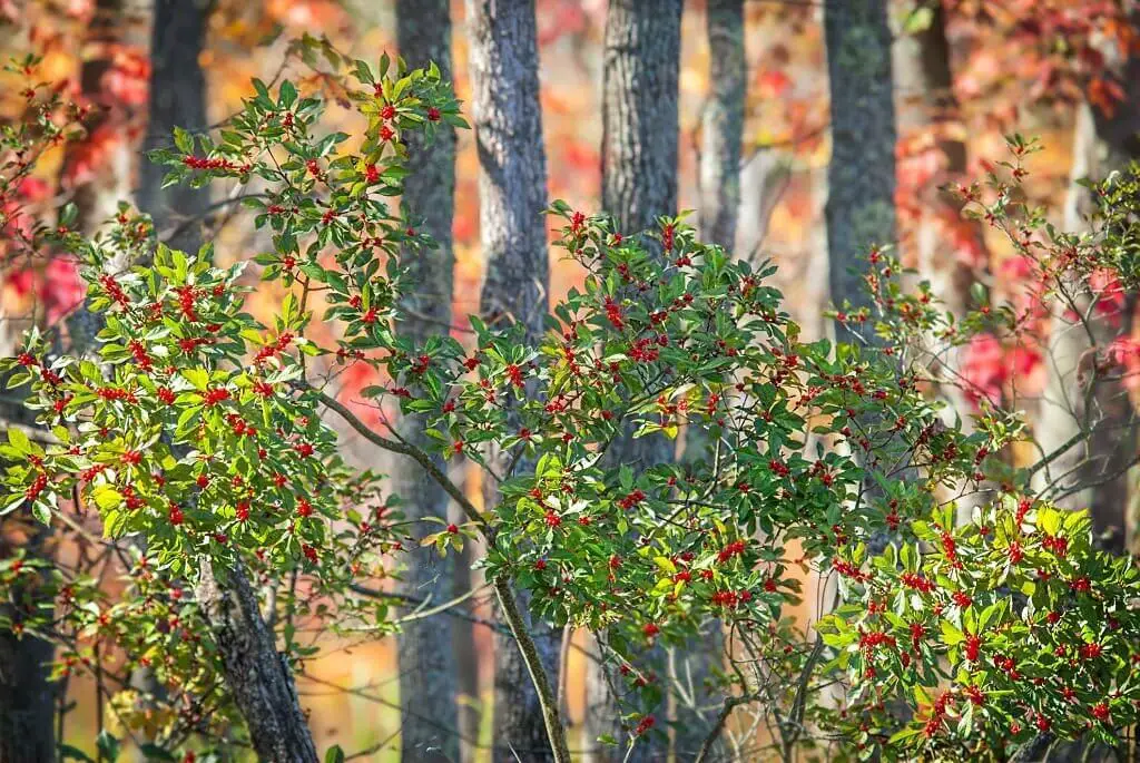 Winterberry Holly (Ilex verticillata)