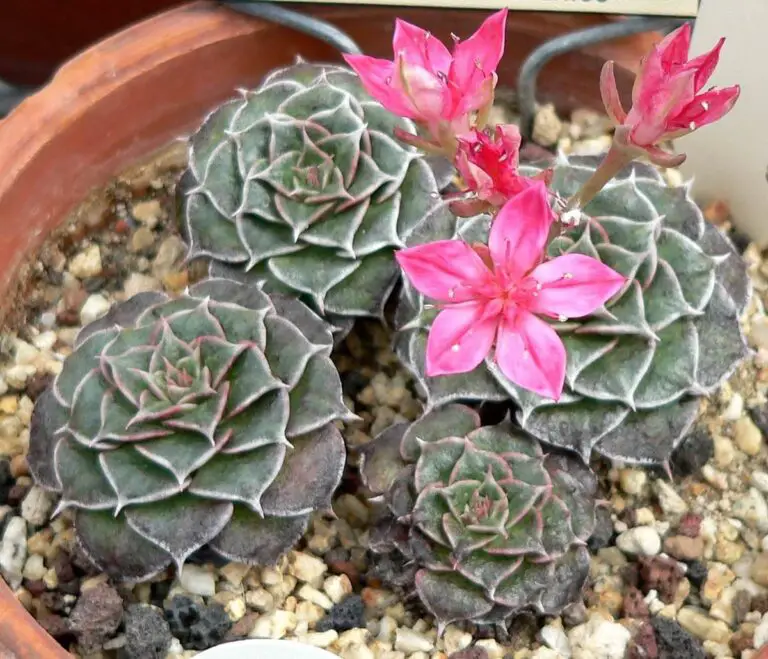 40+ Beautiful Flowering Succulents & Plant Identification