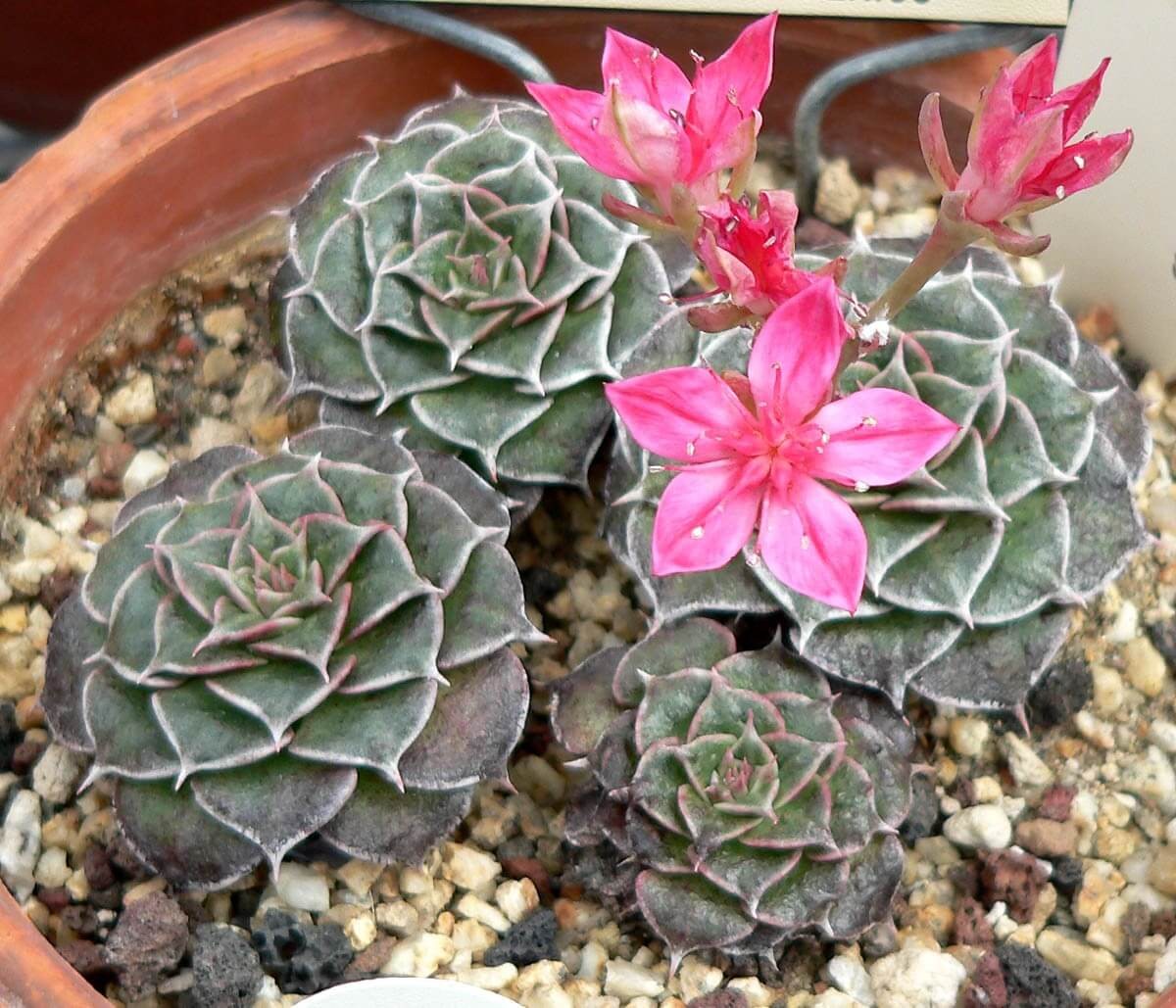 Tacitus Bellus (Graptopetalum bellus)