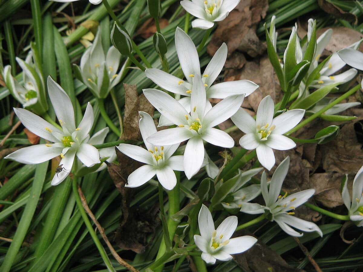 #6. Star of Bethlehem Lilies Ornithogalum umbellatum