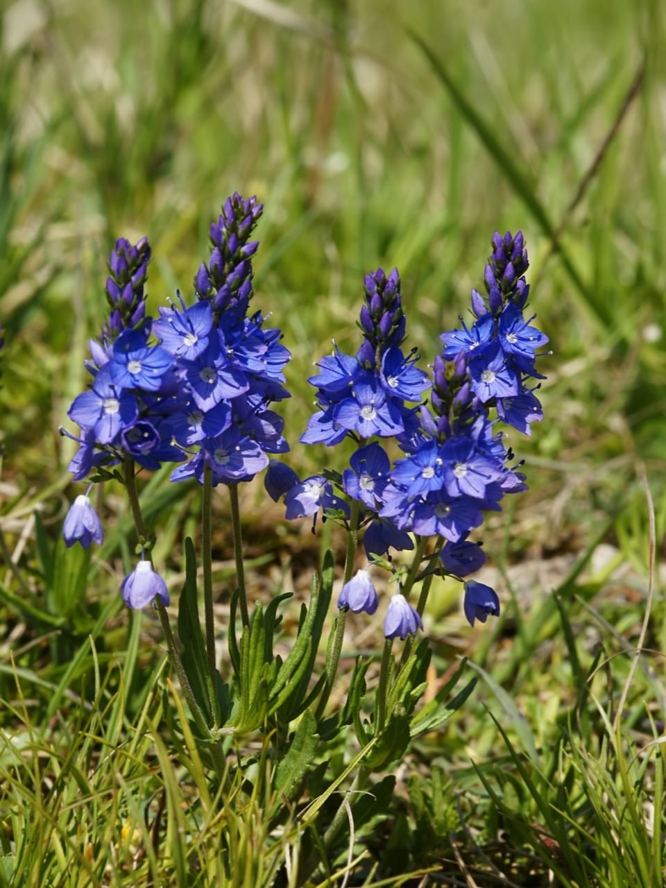 Prostrate speedwell (Veronica prostrata)