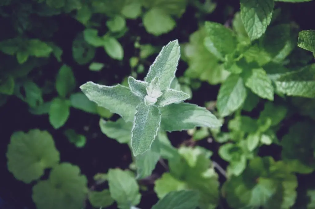 Horsemint/Buddleia Mint (Mentha longifolia)