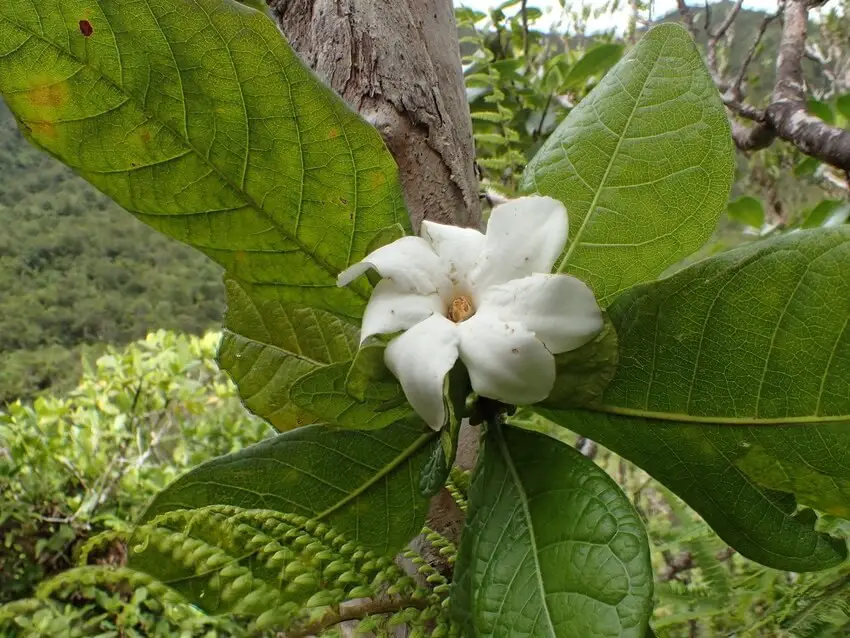 Gardenia remyi (nānū)