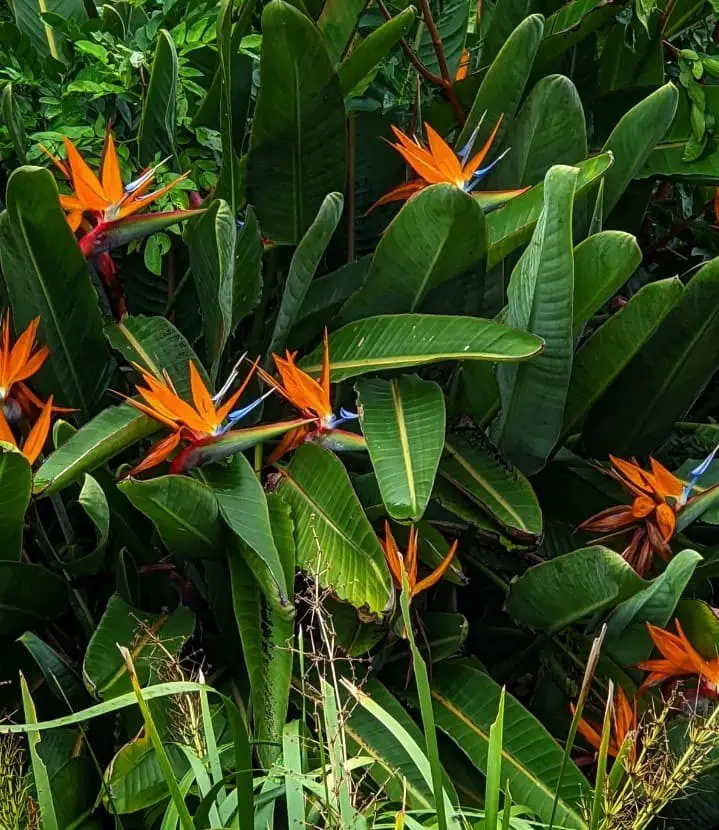 Bird Of Paradise (Strelitzia reginae)