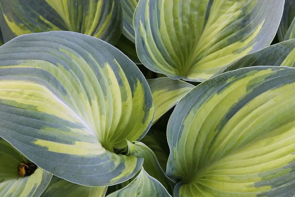 Hosta June