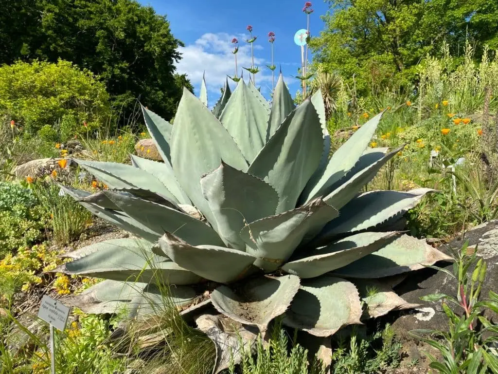 Whale’s Tongue Agave (Agave ovatifolia)