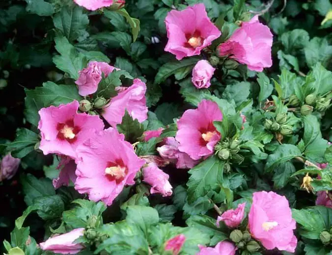 Hibiscus Syriacus ‘Aphrodite’