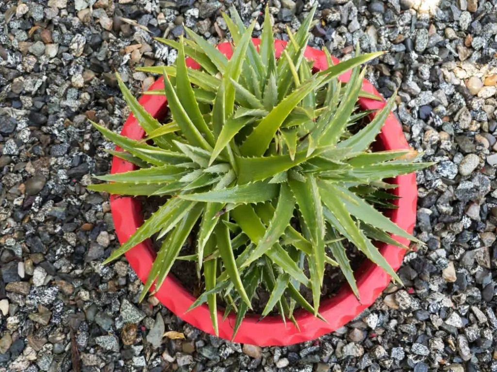 Dryland Bromeliads (Dyckia and Hechtia).