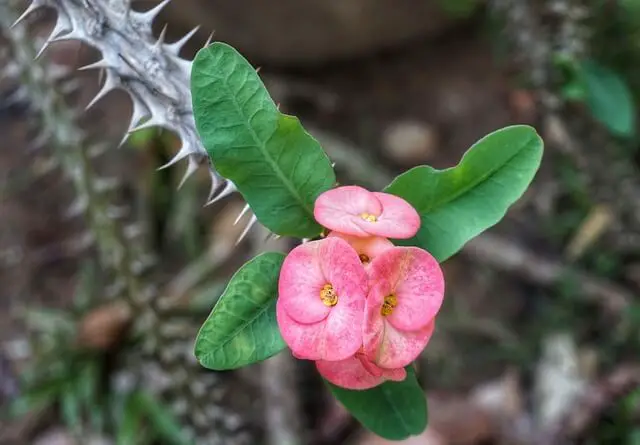 Crown of Thorns (Euphorbia Milii)